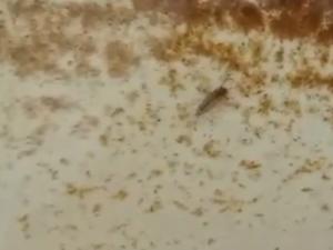 Жутких насекомых заметили в водопроводной воде жители Азовского района