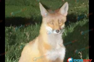 Азовчане заметили дикую лису на улице Московской