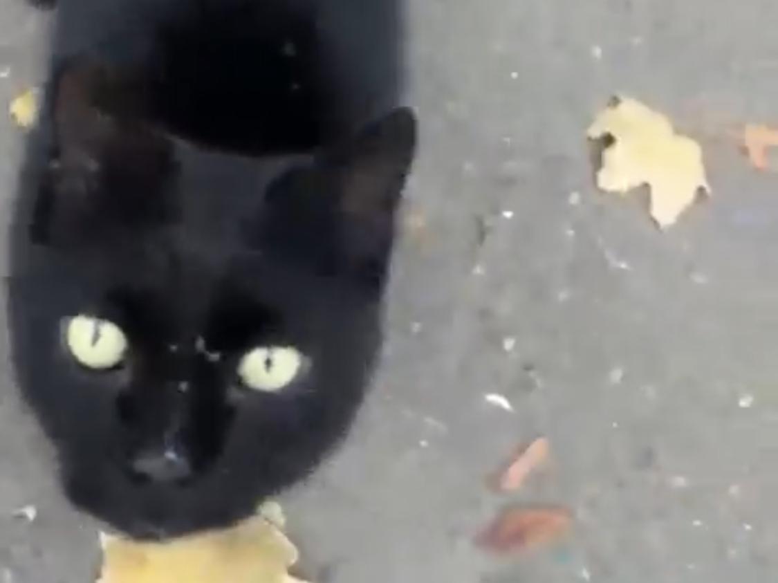 Волонтеры из Азова помогли коту с выпавшим кишечником