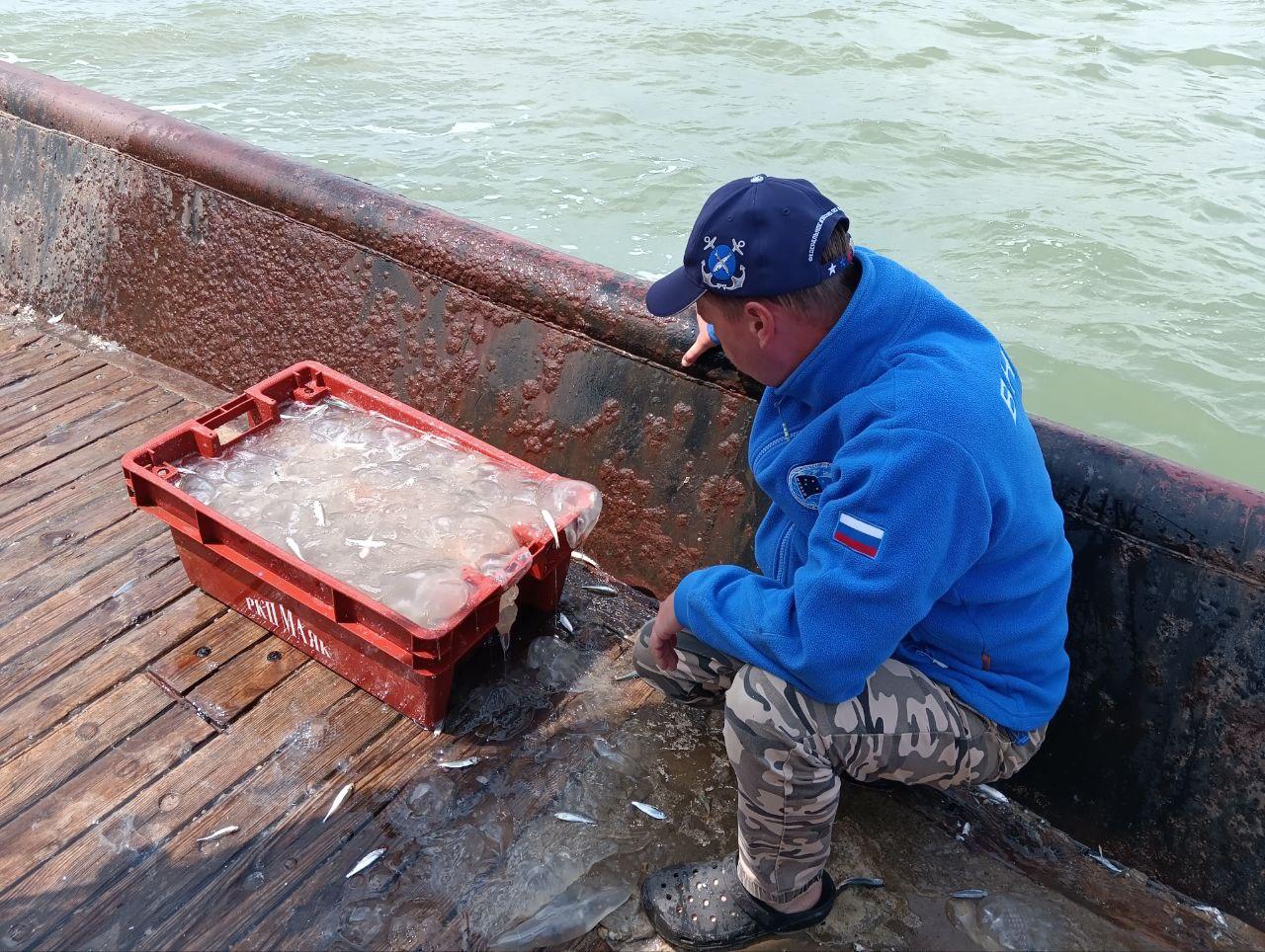 В Азовском море за год увеличилось количество медуз