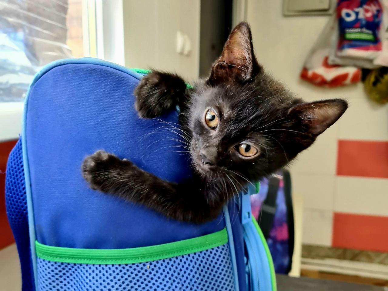 В Азове волонтеры спасают котенка с редким врожденным вывихом коленных суставов