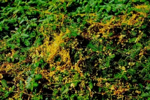 В Азовском районе ввели очередной карантин из-за зарослей повилики