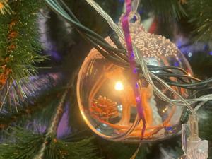 Жителям Азова рассказали, как новогодние деревья влияют на здоровье