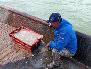 В Азовском море за год увеличилось количество медуз