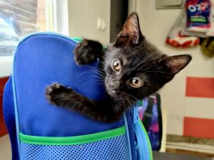 В Азове волонтеры спасают котенка с редким врожденным вывихом коленных суставов