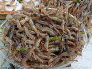 Вылов ракообразных в Азовском море увеличился в 200 раз за последнее десять лет