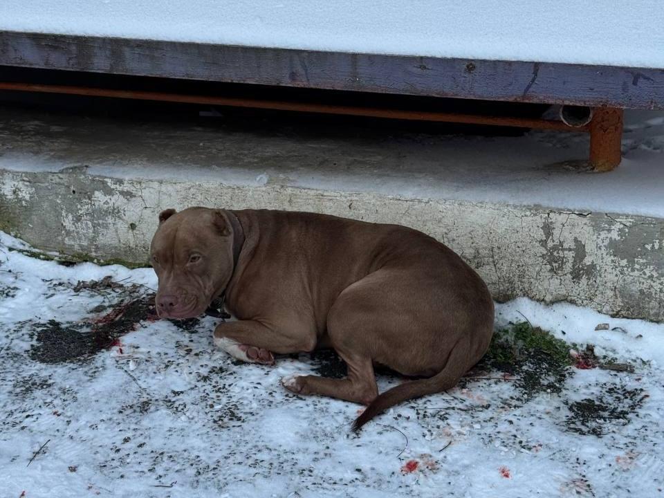 В Азове питбуля с открытым переломом спасли ветеринары: кость собирали буквально по кусочкам