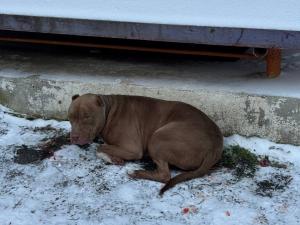 В Азове питбуля с открытым переломом спасли ветеринары: кость собирали буквально по кусочкам