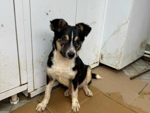 В Азове волонтеры ищут новый дом щенку с серьезной патологией глаз и ЖКТ