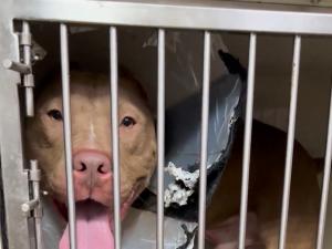 Азовские волонтеры ищут новую семью и дом для  питбуля с открытым переломом