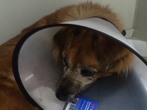 В Азове ветврачи спасли собаку с «органами как из мясорубки»