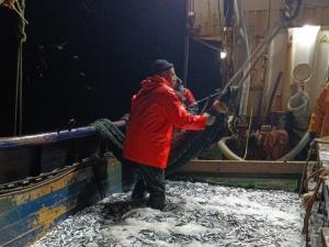 Добыча биоресурсов в Азово-Черноморском бассейне выросла на 26% в прошлом году