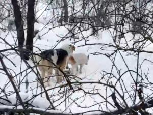 В Азове волонтёры спасли пса из огромного капкана