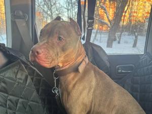 В Азове ищут семью для питбуля Ральфа, пережившего тяжелый перелом