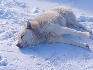 В Азове волонтеры спасают хаски с пулевым ранением, брошенную умирать на морозе