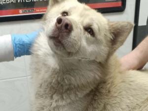 Собака после выстрела в позвоночник из Азова может остаться инвалидом