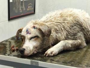 Стреляли, а потом сбили машиной: в Азове пес чудом выжил после жестокого нападения