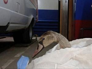 В Морском порту Азова спасли замерзшего лебедя