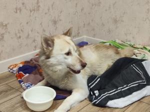 Подстреленному хаски нашли новый дом и любящую семью в Азове