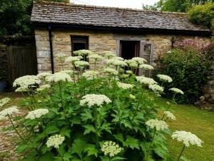 Дачников из Азова ждут штрафы до 50 тысяч рублей за борщевик на участках