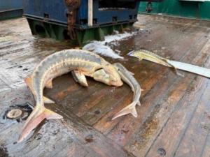 В Азовском море впервые за 20 лет обнаружили зимовальные скопления осетра