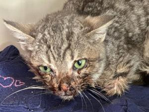 Волонтеры из Азова пытаются помочь котенку с гниющей челюстью из-за травмы