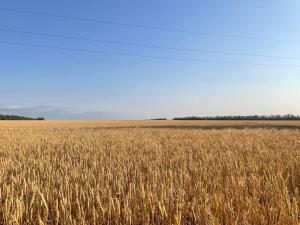 Активы крупнейшего экспортера зерна в Азове  выставили на торги