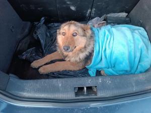 В Азове волонтеры пытаются помочь псу с жуткими травмами после аварии