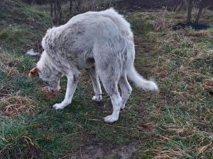 Волонтеры из Азова спасают пса со сложным переломом после аварии