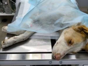 Псу из Азова вернули возможность ходить после сложной пятичасовой операции