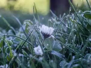 Жителей Азовского района предупредили о заморозках до -3 градусов