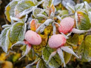 Жителей Азова предупредили о заморозках до -3 градусов