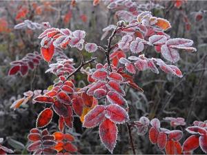 В Азовском районе в начале мая ожидаются заморозки до -3 градусов